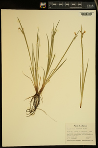 Sisyrinchium campestre image