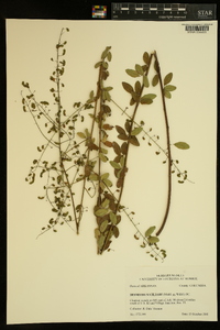 Desmodium ciliare image