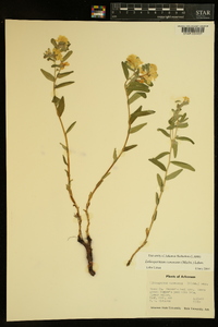 Lithospermum canescens image