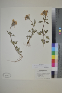 Verbena canadensis image