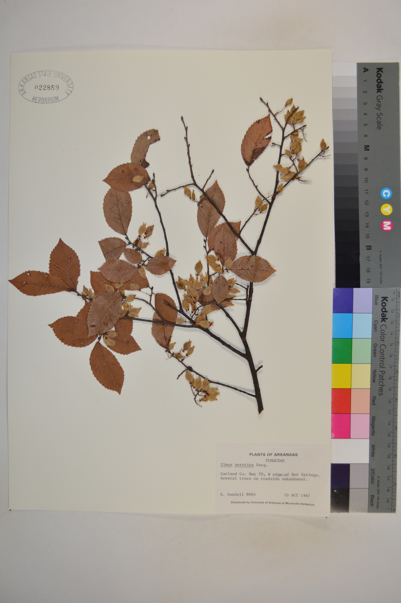 Ulmus serotina image