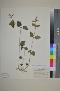 Urtica chamaedryoides image