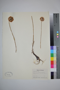 Allium stellatum image