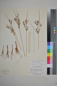 Juncus interior image