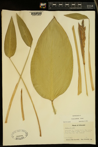 Thalia dealbata image