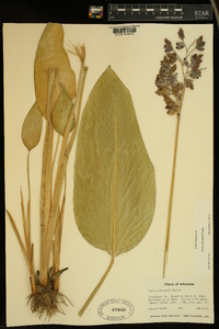 Thalia dealbata image