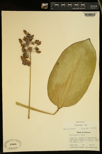 Thalia dealbata image