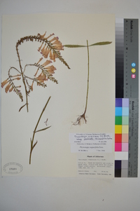 Physostegia virginiana image