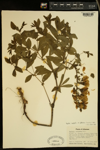 Baptisia bracteata image