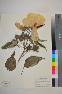 Hibiscus lasiocarpos image