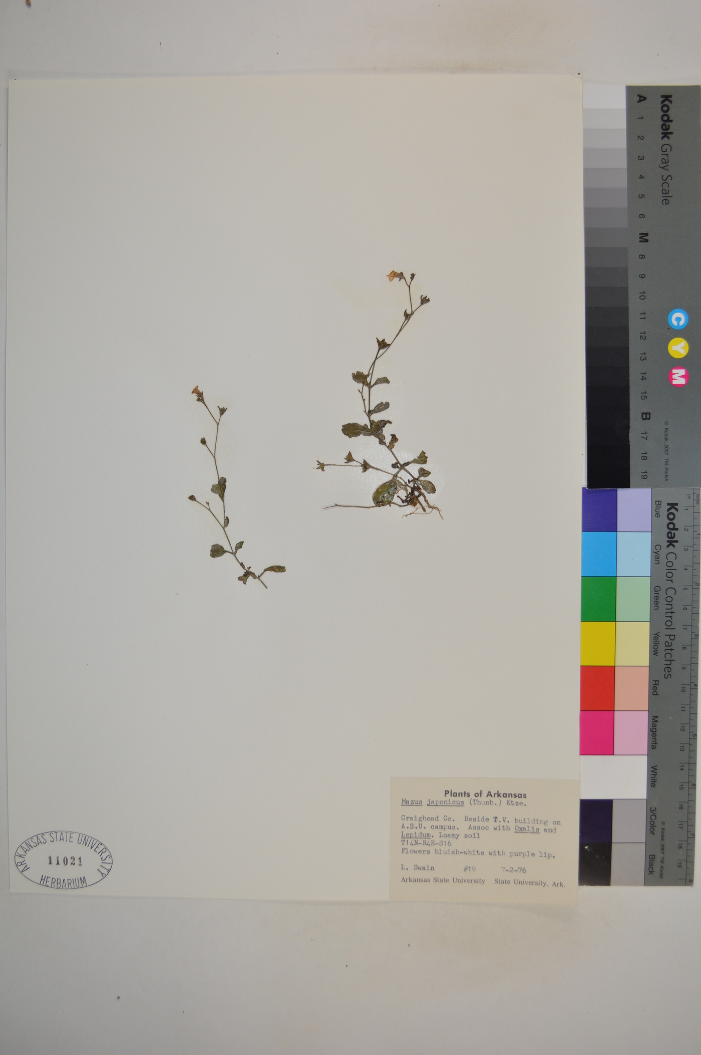 Mazus japonicus image