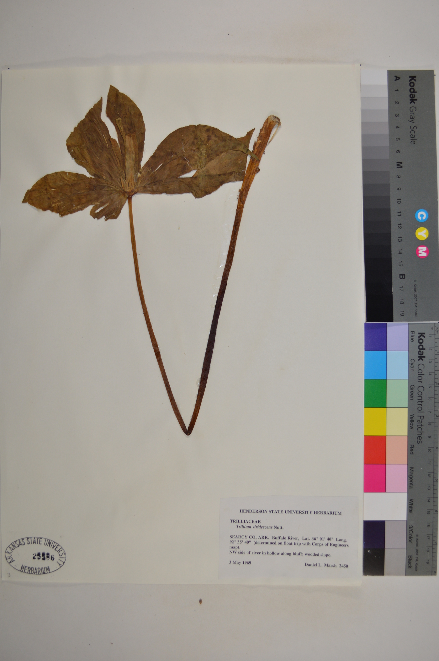 Trillium viridescens image