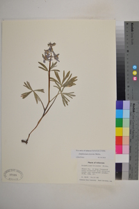 Delphinium tricorne image