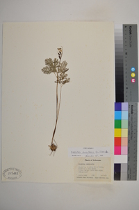 Dicentra cucullaria image