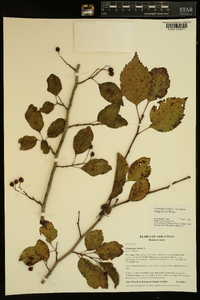 Crataegus viridis var. nitens image