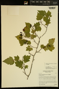 Crataegus phaenopyrum image