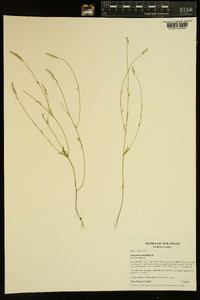 Polygala ambigua image