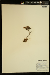 Spiranthes romanzoffiana image