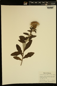 Cirsium discolor image