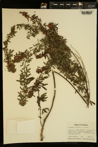 Lespedeza virginica image