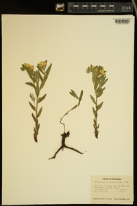 Lithospermum canescens image