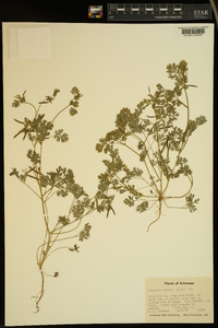 Corydalis flavula image