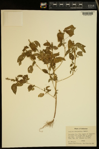 Acalypha ostryifolia image