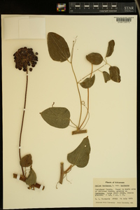 Smilax herbacea image