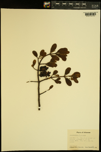 Phoradendron leucarpum subsp. leucarpum image