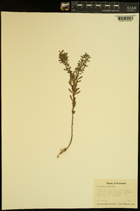 Lespedeza virginica image