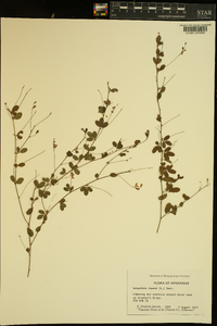 Lespedeza repens image