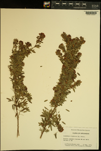 Lespedeza virginica image