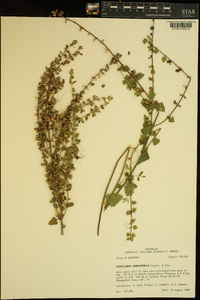 Scutellaria cardiophylla image