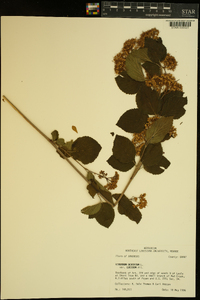 Viburnum dentatum var. lucidum image