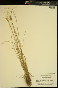 Juncus interior image