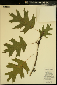 Quercus shumardii image