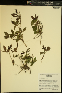 Rubus trivialis image