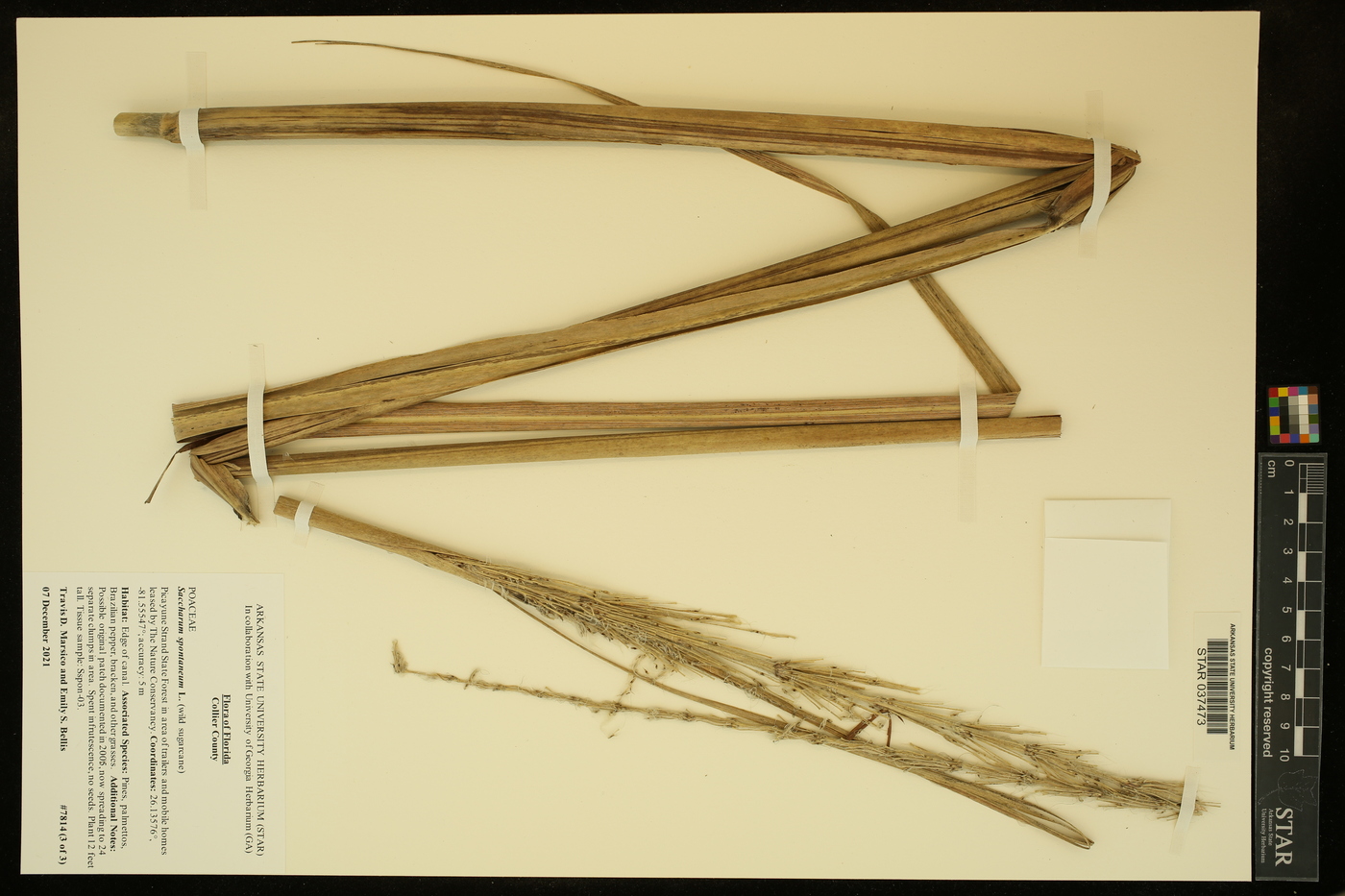 Saccharum spontaneum image