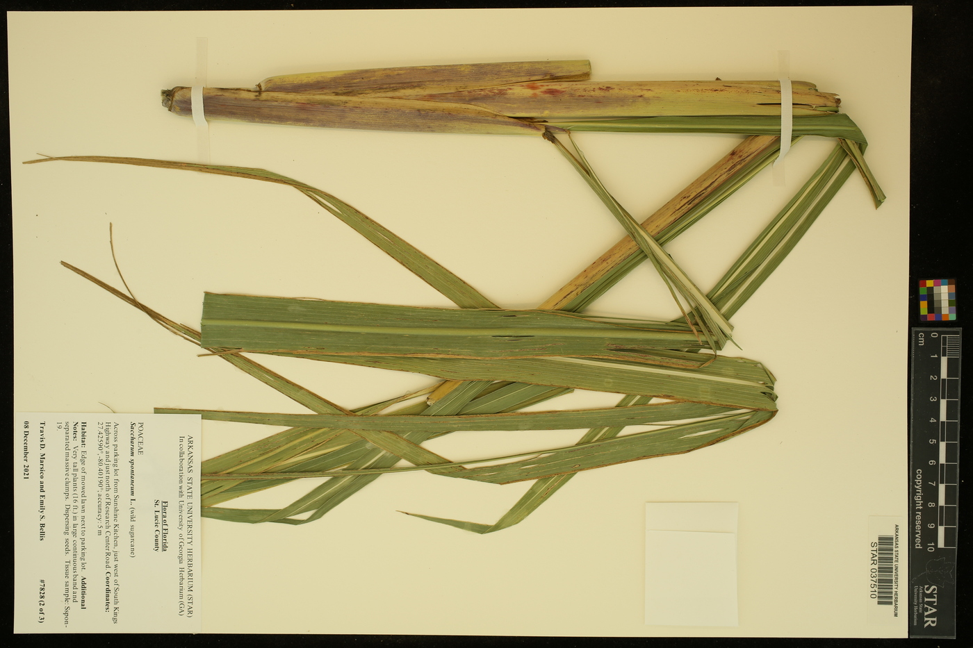 Saccharum spontaneum image