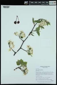 Pyrus calleryana image