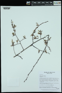 Ulmus alata image