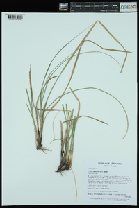 Carex oklahomensis image