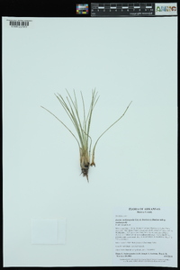 Isoëtes melanopoda subsp. melanopoda image