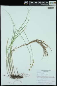 Carex reniformis image