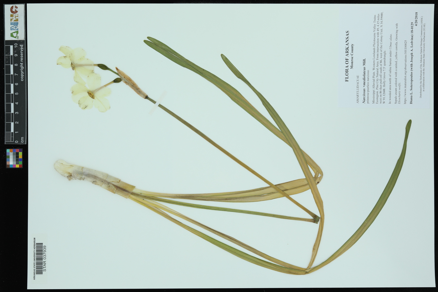 Narcissus ×medioluteus image