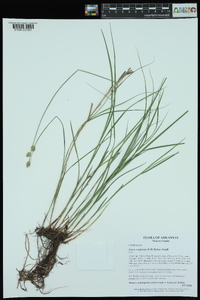 Carex reniformis image