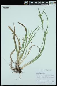 Carex flaccosperma image