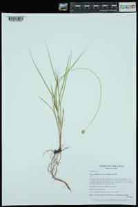 Carex reniformis image