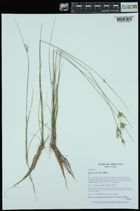 Juncus dichotomus image