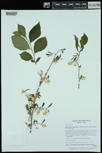 Styrax americanus var. pulverulentus image